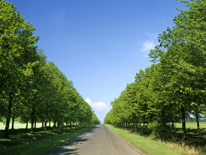 椴树-世界五大行道树之一