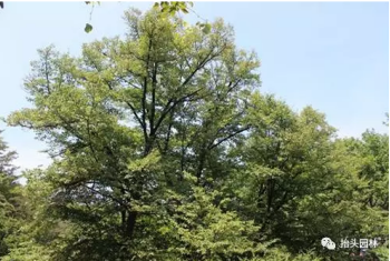 青岛抬头园林椴树资源与园林应用调查第四站:崂山北麓