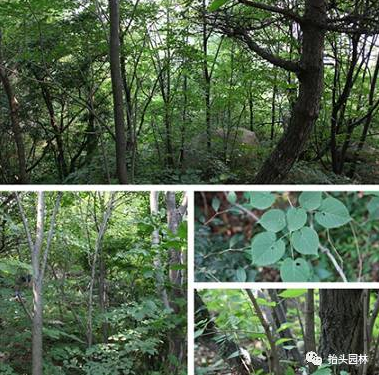 青岛抬头园林椴树资源与园林应用调查第六站:大珠山高峪