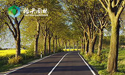 欧洲小叶椴是什么树，是世界五大行道树之一吗？