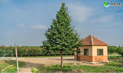 欧洲小叶椴‘绿塔’：椴树园艺品种中的佼佼者