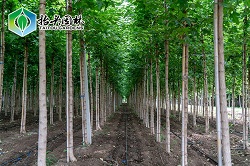 元宝枫:高效经济树种