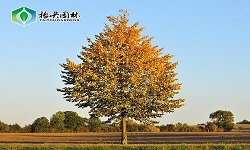 抬头园林欧洲小叶椴多种园艺品种秋季上市