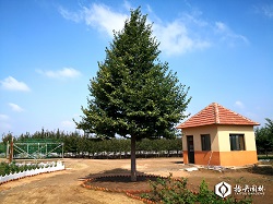 2020年9月21日，抬头园林将在昌邑绿博会上发售欧洲小叶椴‘绿塔’