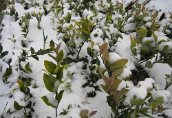 园林苗木越冬防寒主要保护措施有哪些？